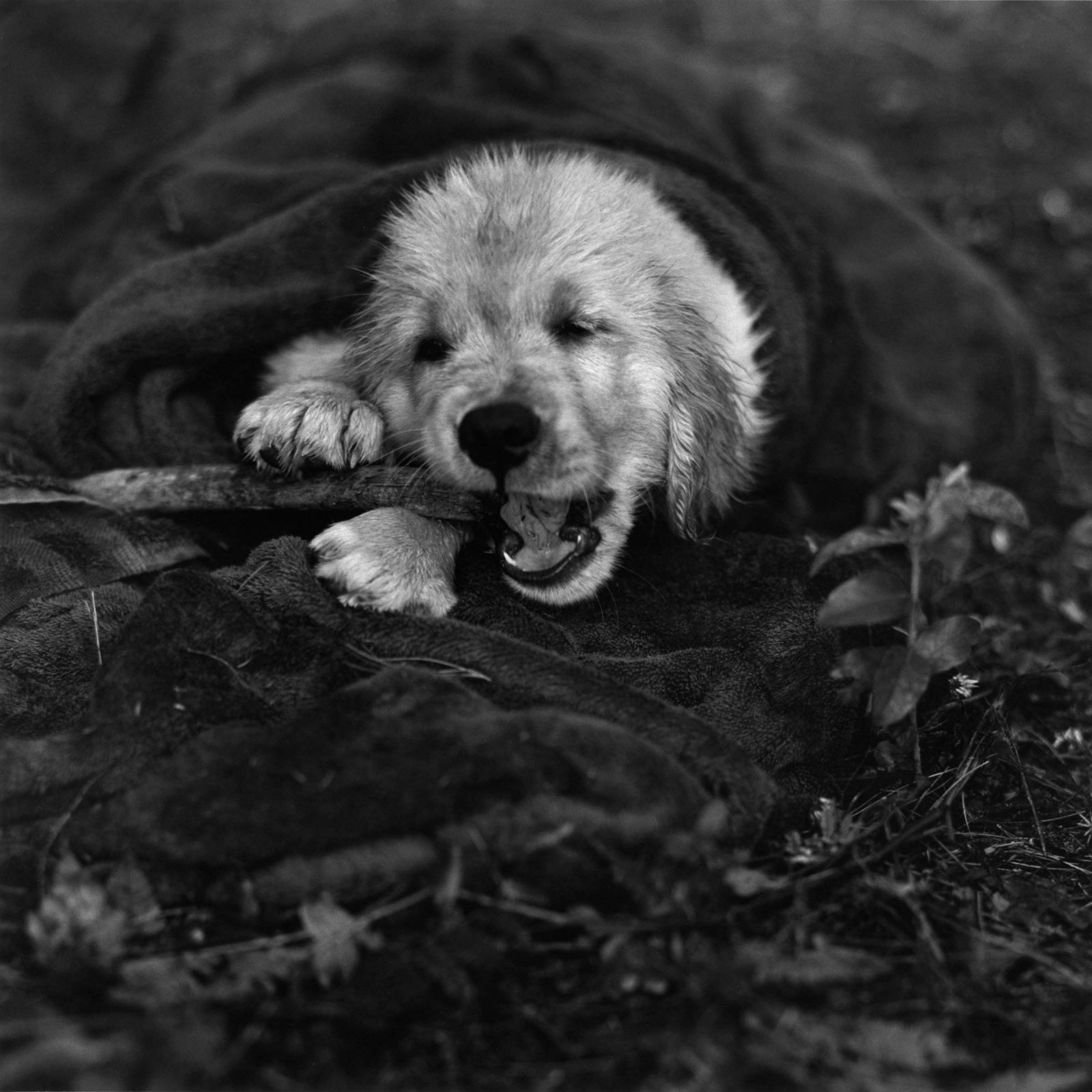 Bruce Weber