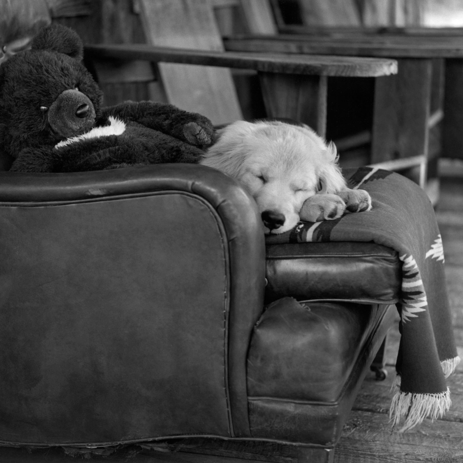 Bruce Weber