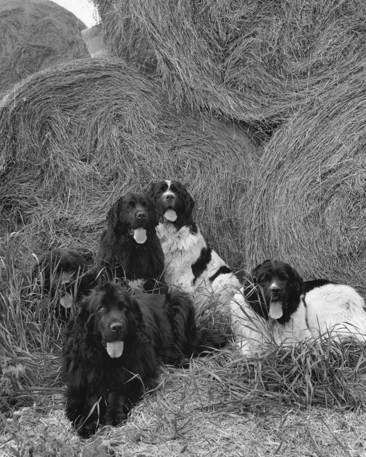 Bruce Weber